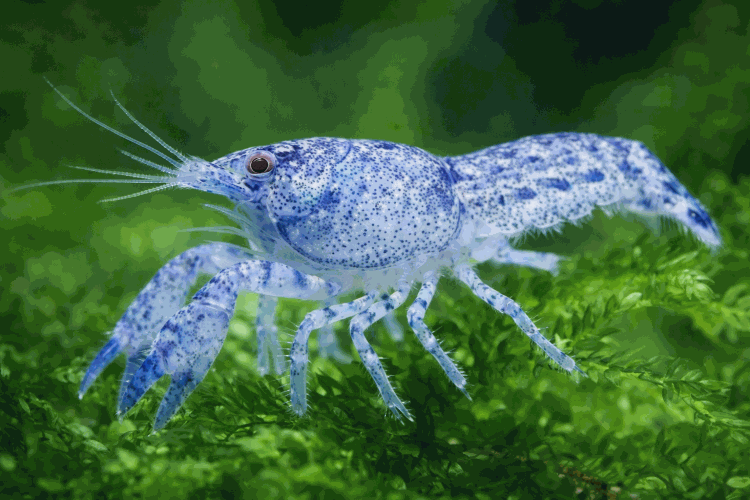 Рак Карликовый Голубой