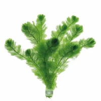 Роголистник