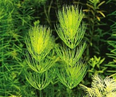 Роголистник