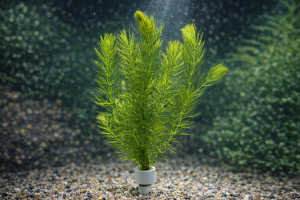 Роголистник