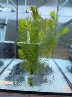 Роголистник