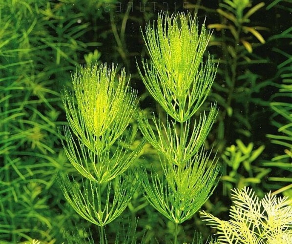 Роголистник