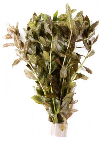 Гигрофила Узорчатая