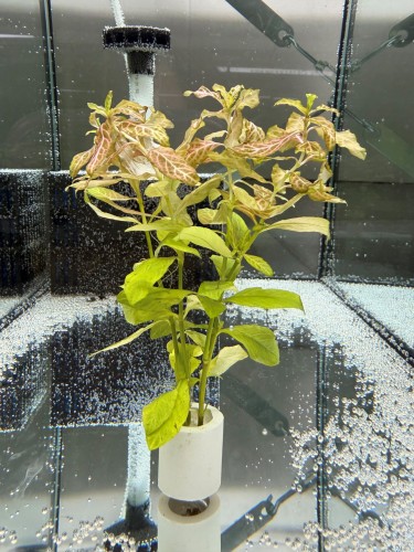 Гигрофила Узорчатая