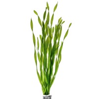 Валлиснерия спиральная