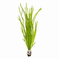 Валлиснерия прямая