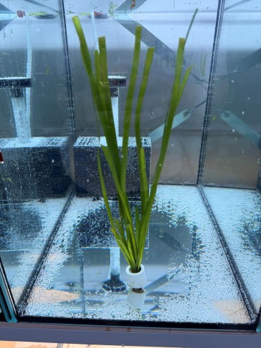 Валлиснерия прямая