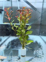 Людвигия Натанс