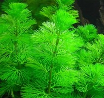 Кабомба обычная