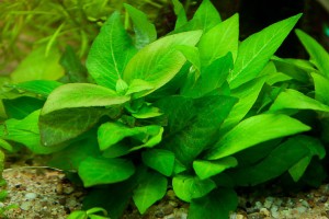 Лимонник Широколистный