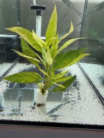 Лимонник Широколистный