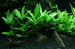 Лимонник Широколистный