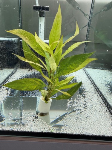 Лимонник Широколистный