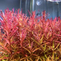 Ротала Индика