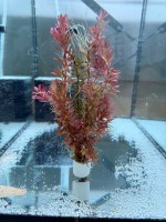 Ротала Индика