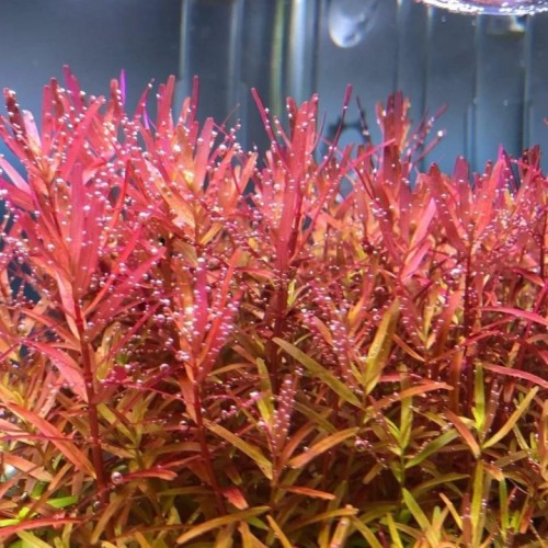 Ротала Индика