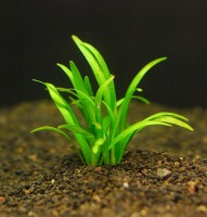 Сагитатрия карликовая