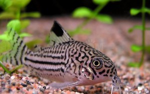 Коридорас Джули