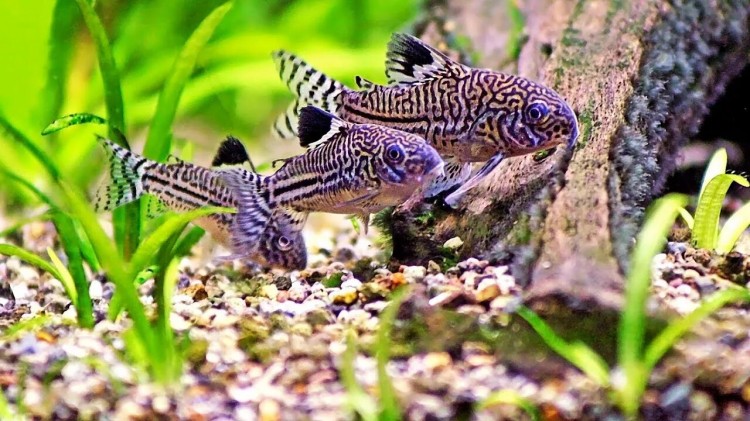 Коридорас Джули