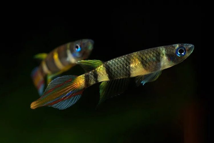 Эпиплатис Факельный