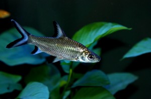 Акулий бала  (Balantiocheilos melanopterus)