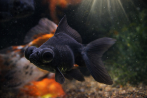 Телескоп Черный