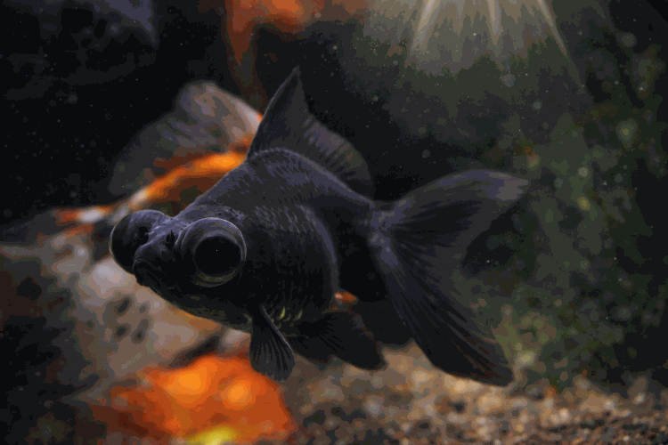 Телескоп Черный