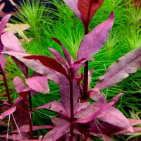 Альтернантера Сесилия (Alternanthera sessilis)