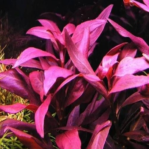 Альтернантера Сесилия (Alternanthera sessilis)