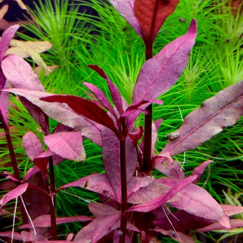 Альтернантера Сесилия (Alternanthera sessilis)