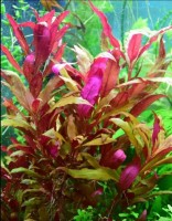 Альтернантера Лилацина