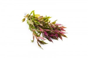 Альтернантера Лилацина