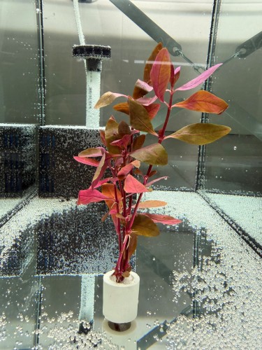 Альтернантера Лилацина