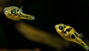 Тетрадон Карликовый Жёлтый