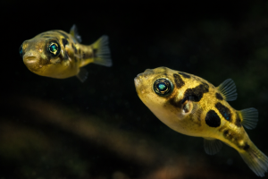 Тетрадон Карликовый Жёлтый