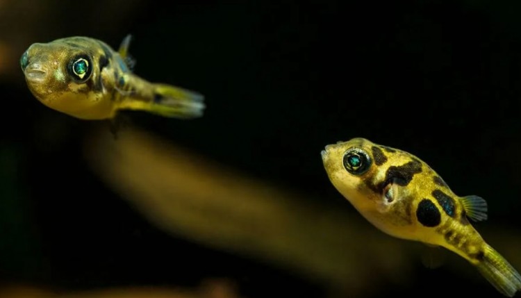 Тетрадон Карликовый Жёлтый