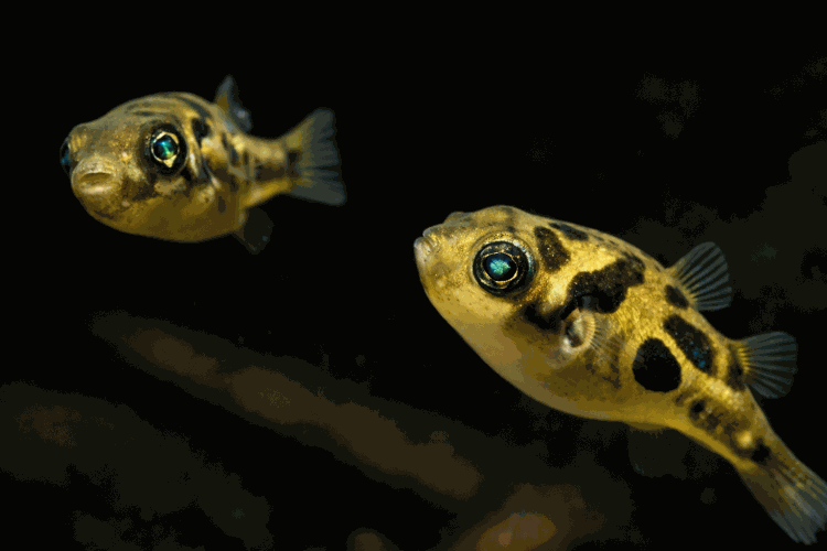 Тетрадон Карликовый Жёлтый