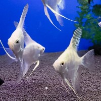 Скалярия Платина