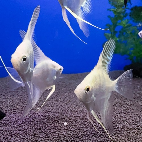 Скалярия Платина