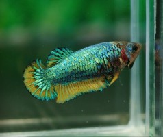 Курочки Ассорти