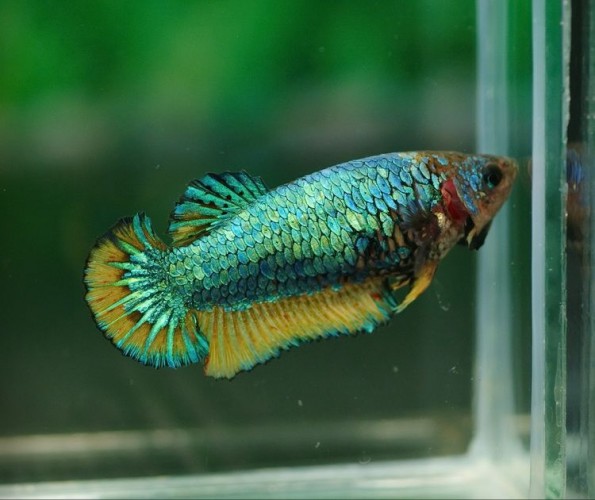 Курочки Ассорти