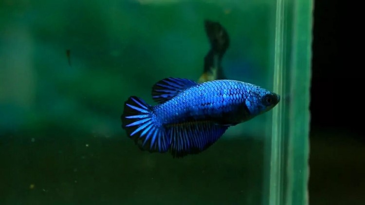 Курочки Ассорти