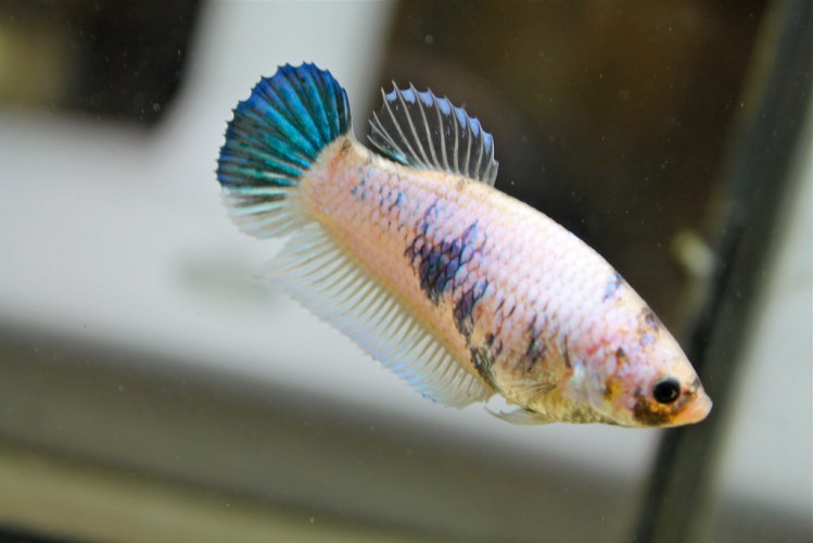 Курочки Ассорти