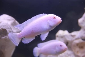 Снежный Принц