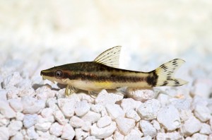 Отоцинклюс обыкновенный (Otocinclus affinis)
