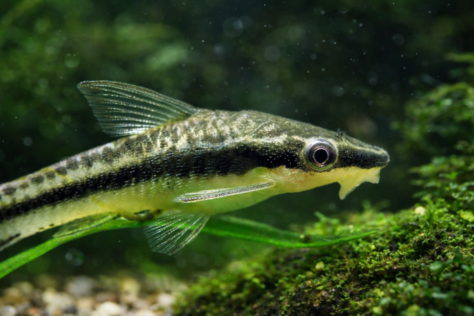 Отоцинклюс