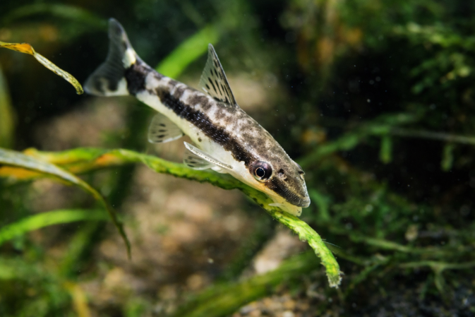 Отоцинклюс