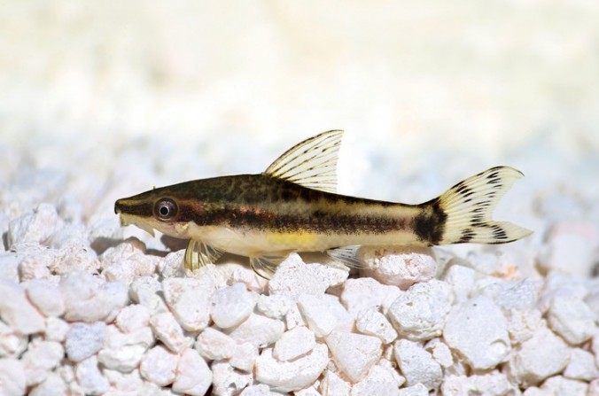 Отоцинклюс обыкновенный (Otocinclus affinis)