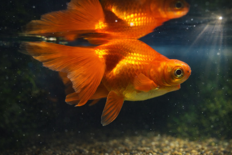 Телескоп Бабочка Красный