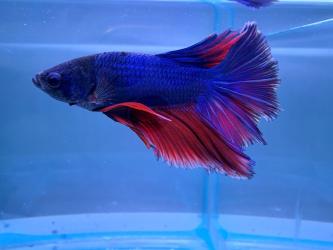 Петушок Супер Дельта